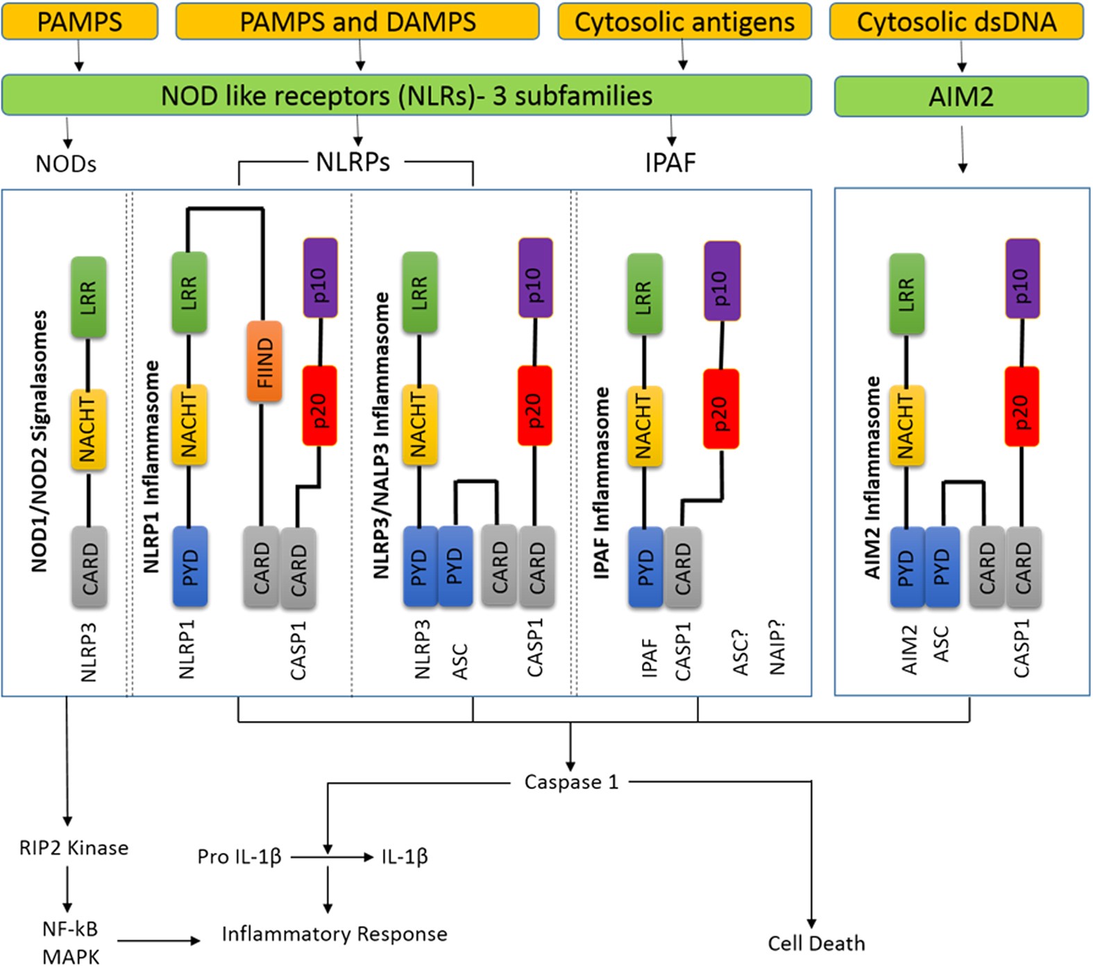 Effect of Cocaine on HIV Infection and Inflammasome Gene Expression Profile  in HIV Infected Macrophages | Scientific Reports