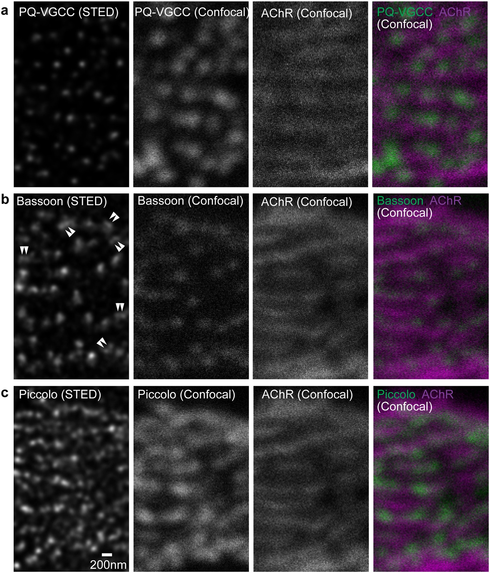 Dual-color STED microscopy reveals a sandwich structure of Bassoon and  Piccolo in active zones of adult and aged mice | Scientific Reports