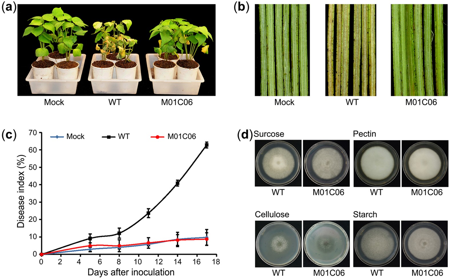 PDF) Biological Characteristics of Verticillium dahliae MAT1-1 and