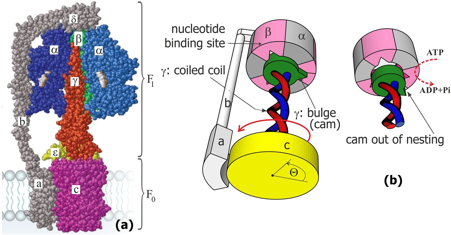 Computational Design of Inhibitors Targeting the Catalytic Subunit of  Escherichia coli FOF1-ATP Synthase