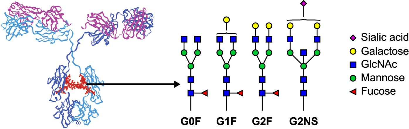 Altered Fc galactosylation in IgG4 is a potential serum marker for