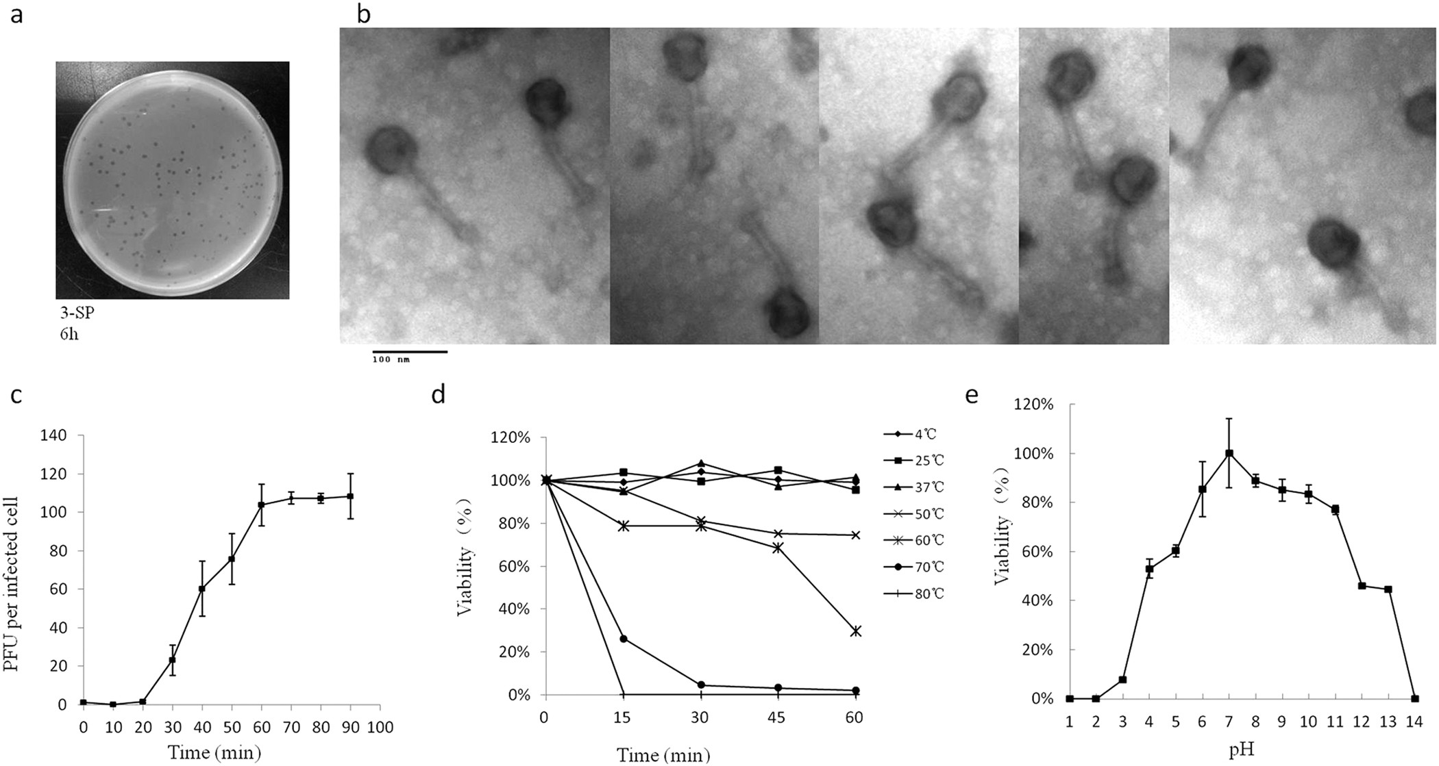 Isolation and characterization of a bacteriophage phiEap-2 infecting  multidrug resistant Enterobacter aerogenes | Scientific Reports