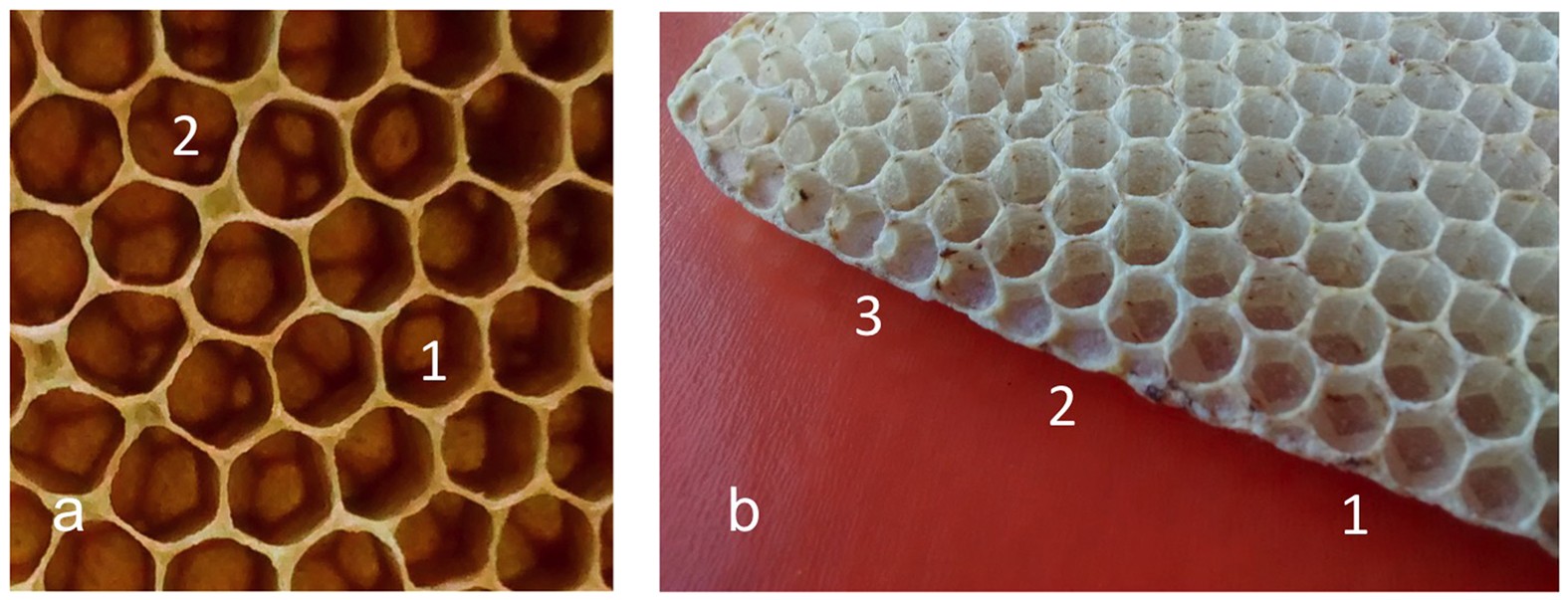 The hexagonal shape of the honeycomb cells depends on the construction  behavior of bees