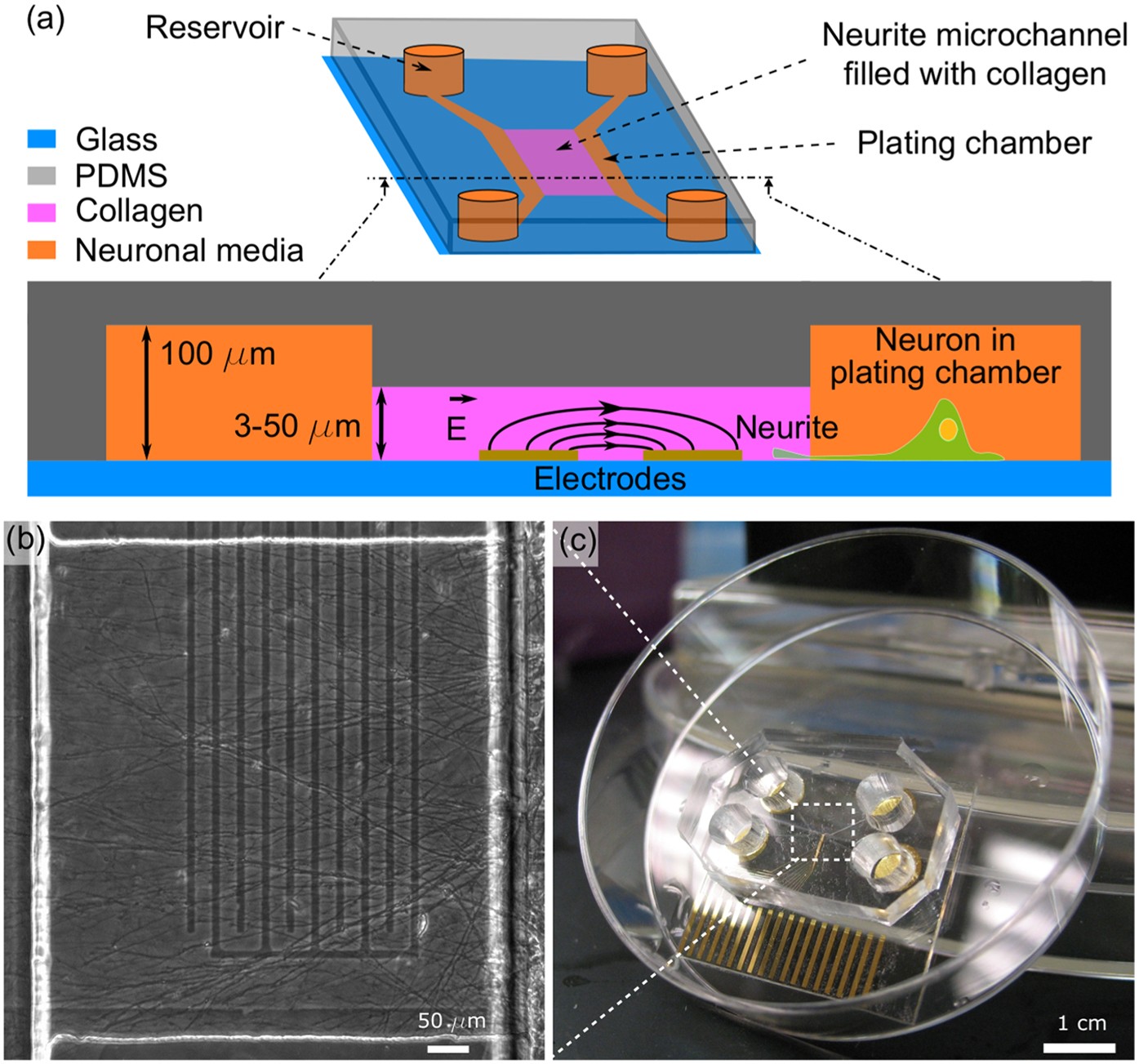 neurotracker neurite quantification neurotracker neurite quantification