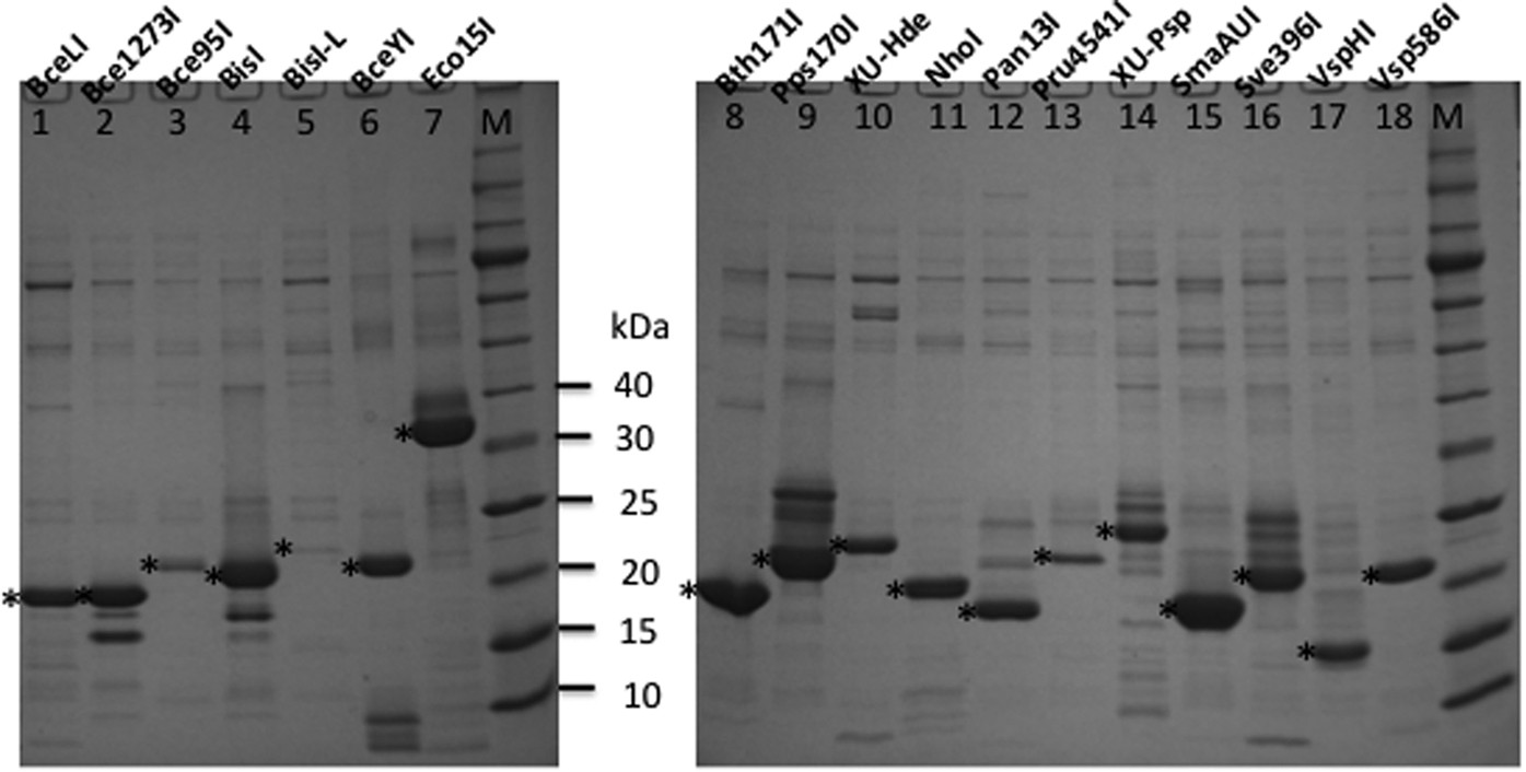New England Biolabs Restriction Enzymes Buffer Chart
