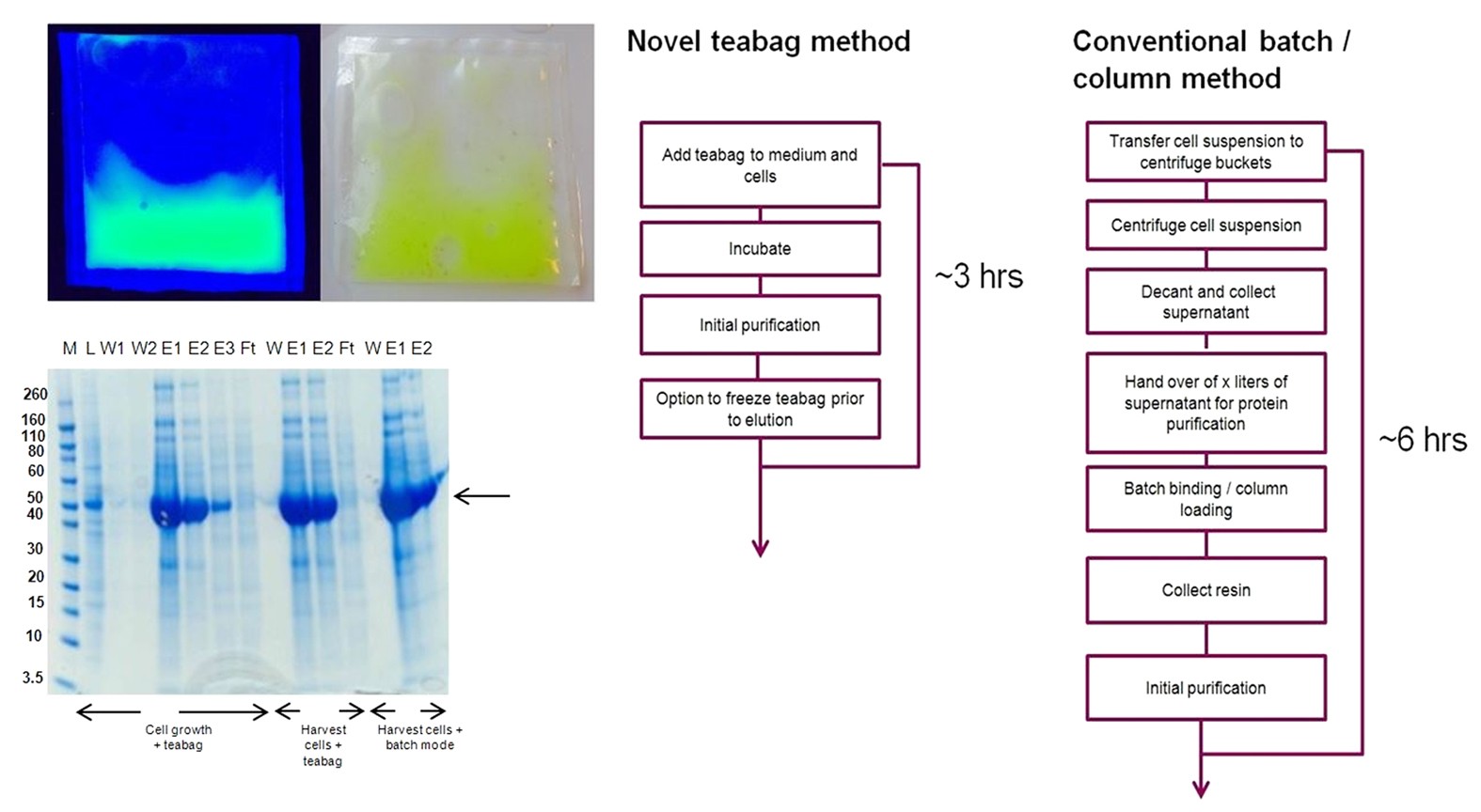 A fast and easy strategy for protein purification using “teabags” |  Scientific Reports