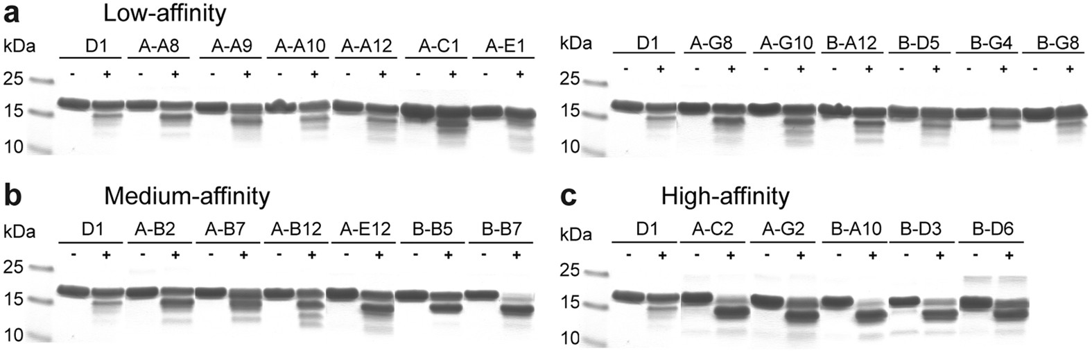 Figure 7: The C-cap stability of D1 mutants conditions their affinity for tubulin.