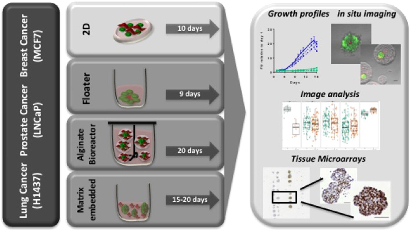 Capturing tumor complexity in vitro: Comparative analysis of 2D and 3D  tumor models for drug discovery | Scientific Reports