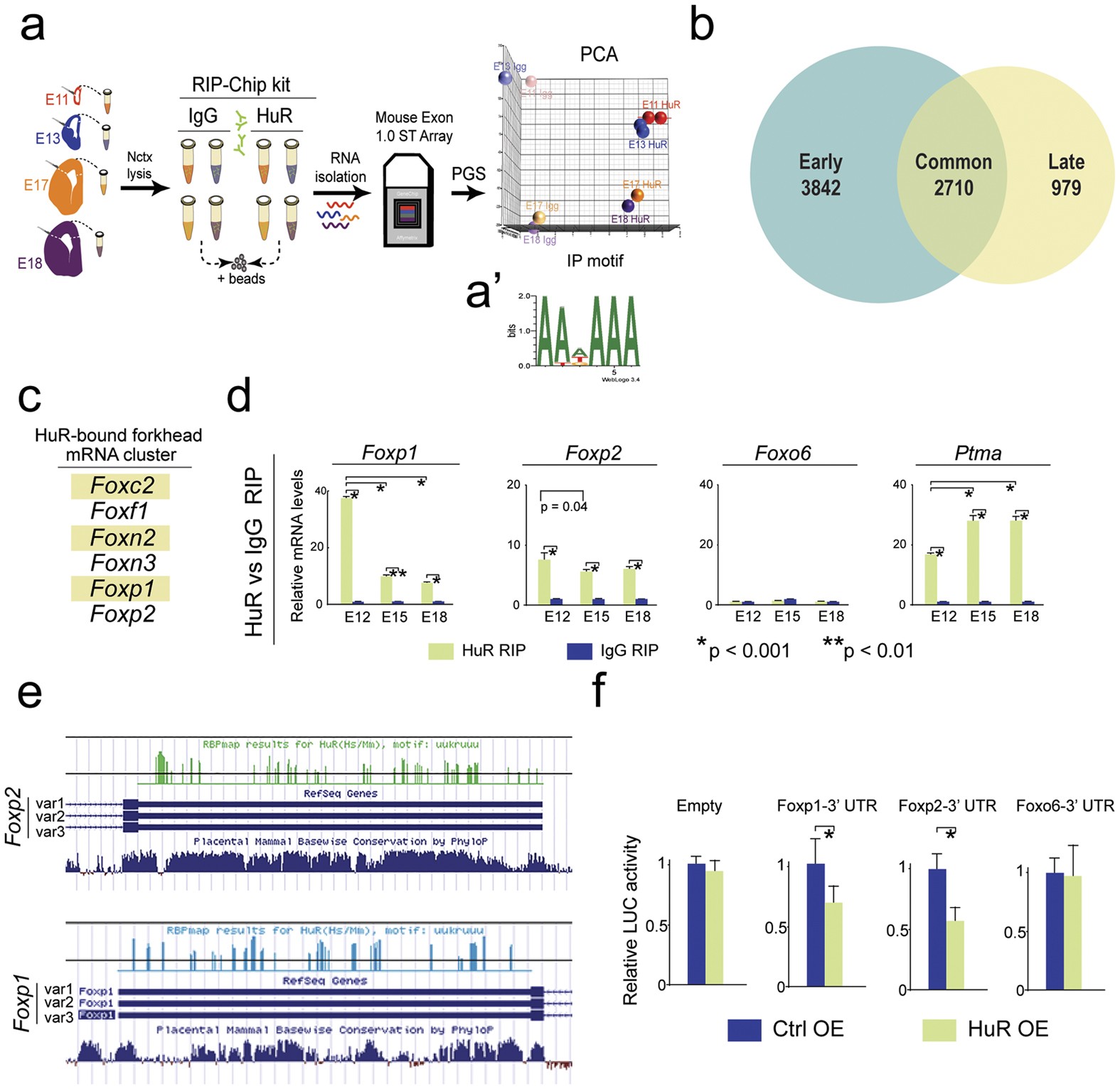 PDF) Translational derepression of Elavl4 isoforms at their alternative 5′  UTRs determines neuronal development