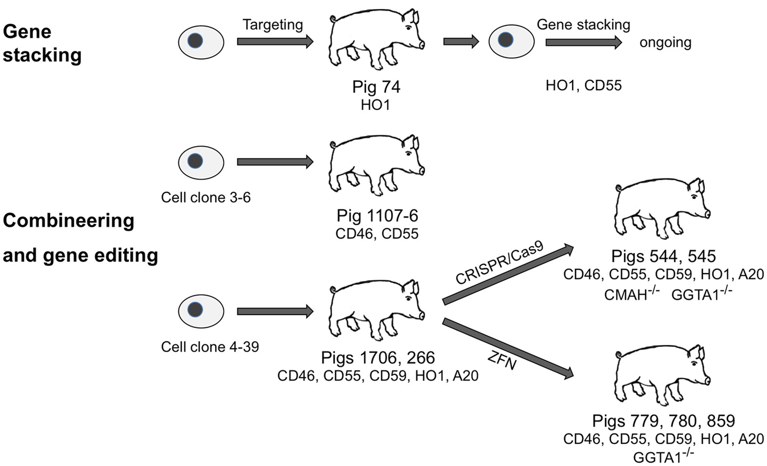 Efficient production of multi-modified pigs for xenotransplantation by  'combineering', gene stacking and gene editing | Scientific Reports