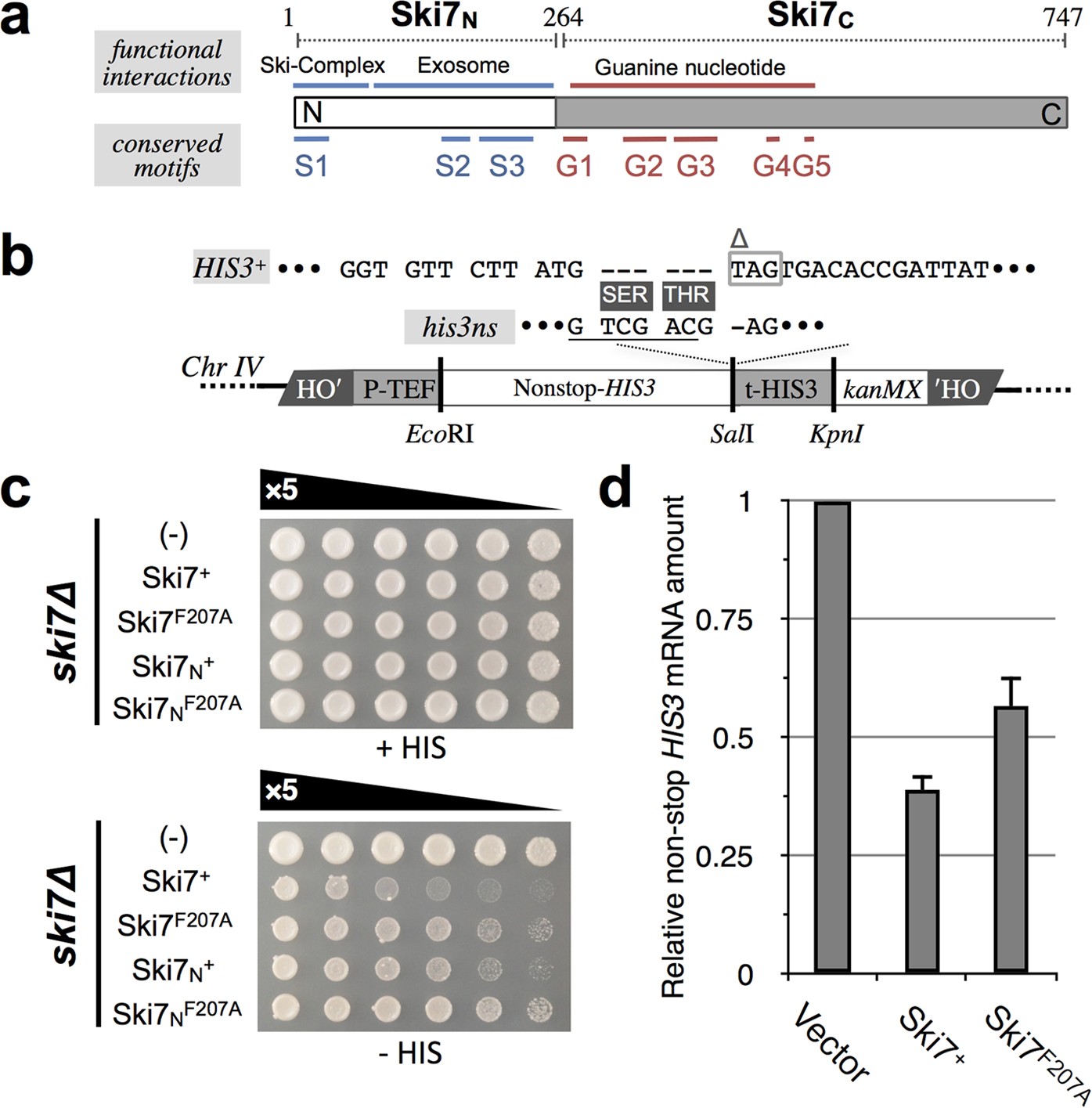 Mutations In The G-Domain Of Ski7 Cause Specific Dysfunction In Non-Stop  Decay | Scientific Reports