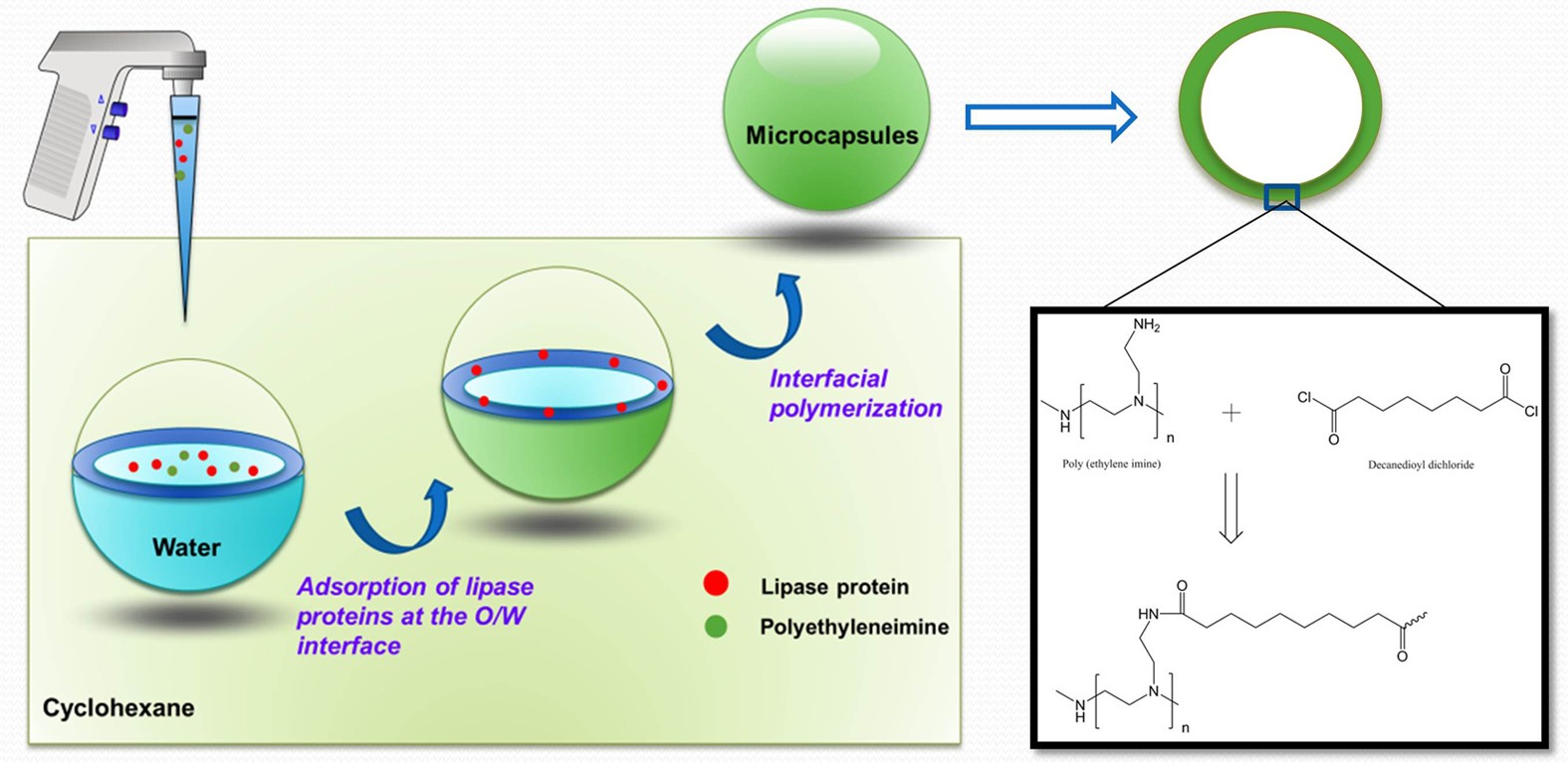 Enhanced Performance Of Lipase Via Microcapsulation And Its Application In Biodiesel Preparation Scientific Reports
