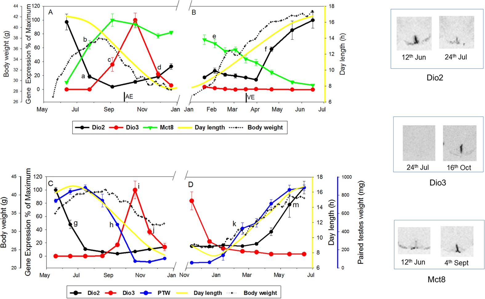 siberian mouses blowjob Arrow heads at Obi-Rakhmat (Uzbekistan) 80 ka ago | bioRxiv