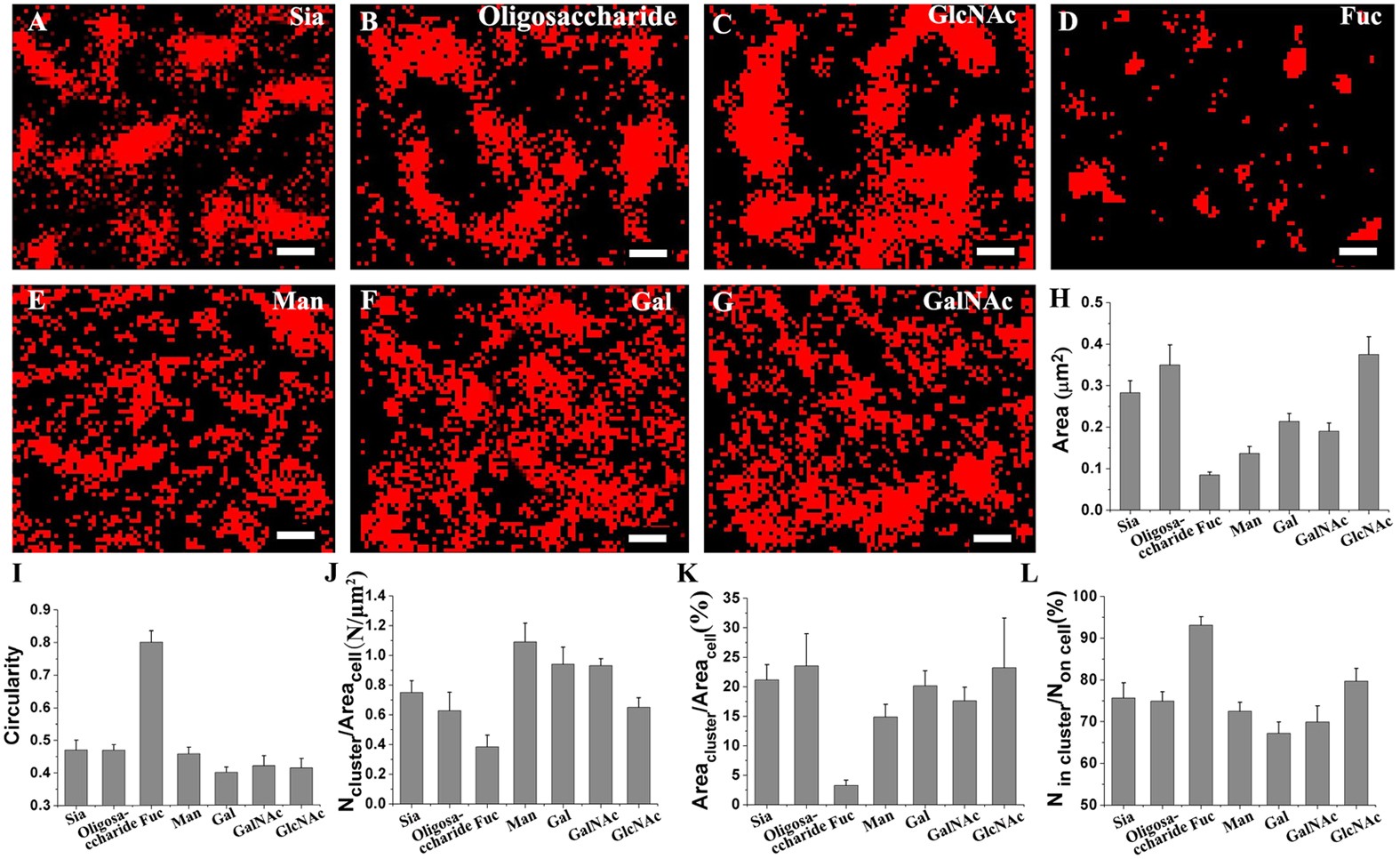 Systemic localization of seven major types of carbohydrates on cell  membranes by dSTORM imaging | Scientific Reports