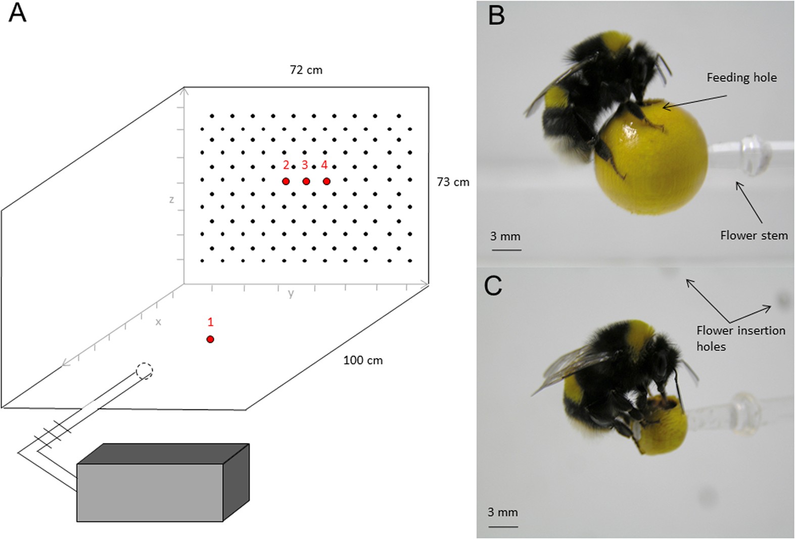 Bumblebee Flight Defies Physics – Bee Mission