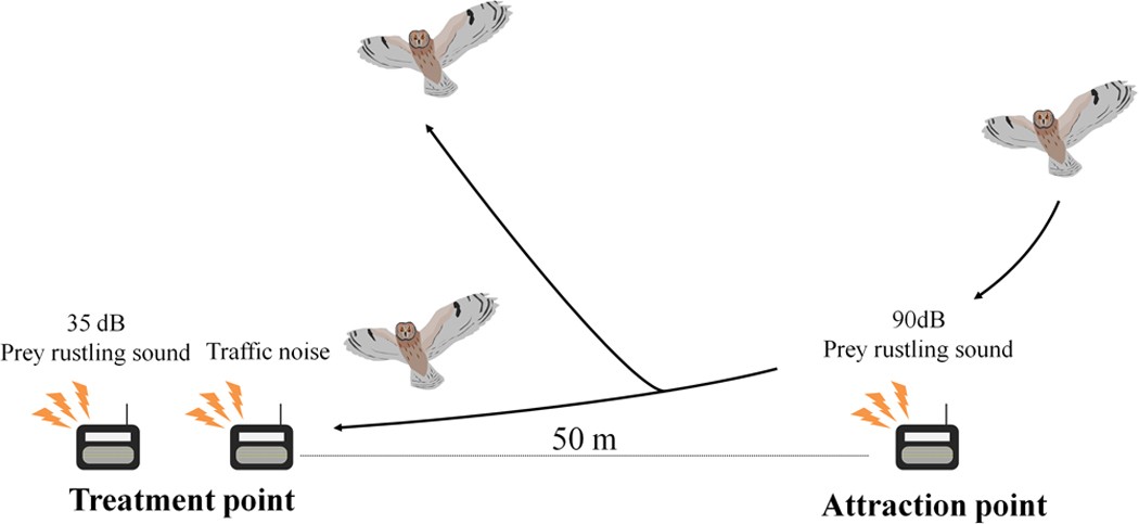 Traffic noise reduces foraging efficiency in wild owls | Scientific Reports Traffic noise reduces foraging efficiency in wild owls | Scientific Reports