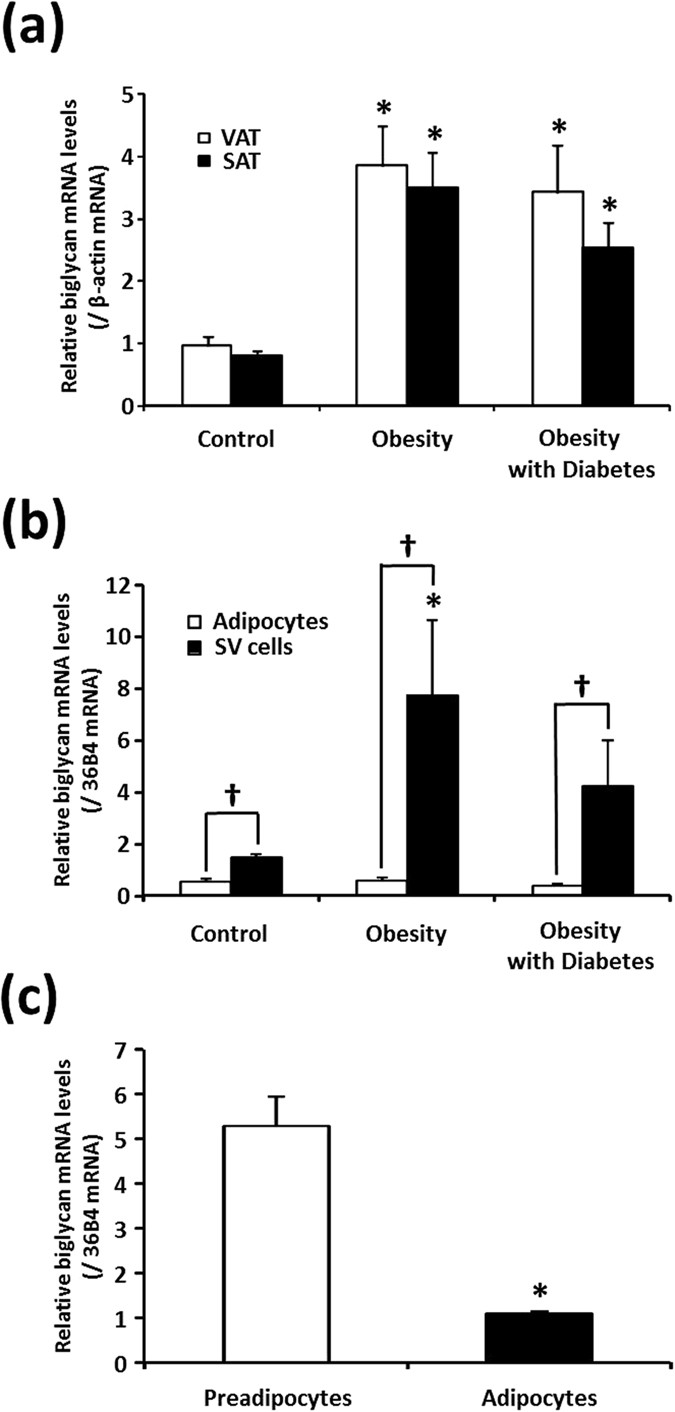 Enhanced Biglycan Gene Expression In The Adipose Tissues Of Obese Women And Its Association With Obesity Related Genes And Metabolic Parameters Scientific Reports