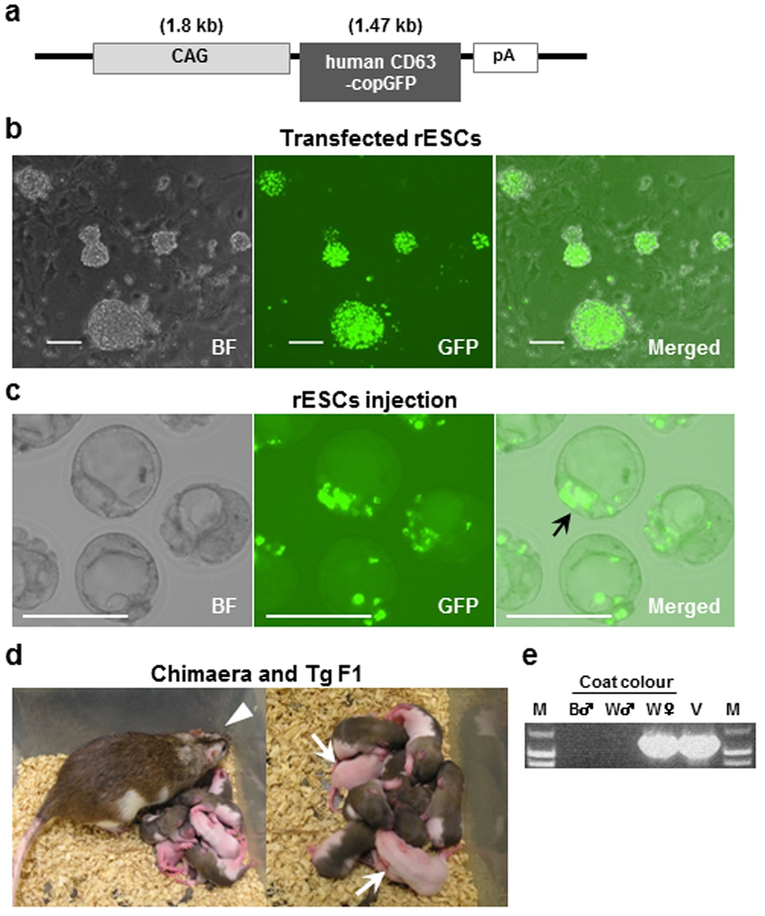Sælger voldtage krølle Generation of a novel transgenic rat model for tracing extracellular  vesicles in body fluids | Scientific Reports