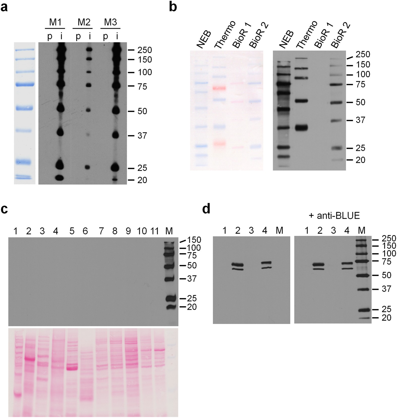 Anti-RAINBOW dye-specific antibodies as universal tools for the ...