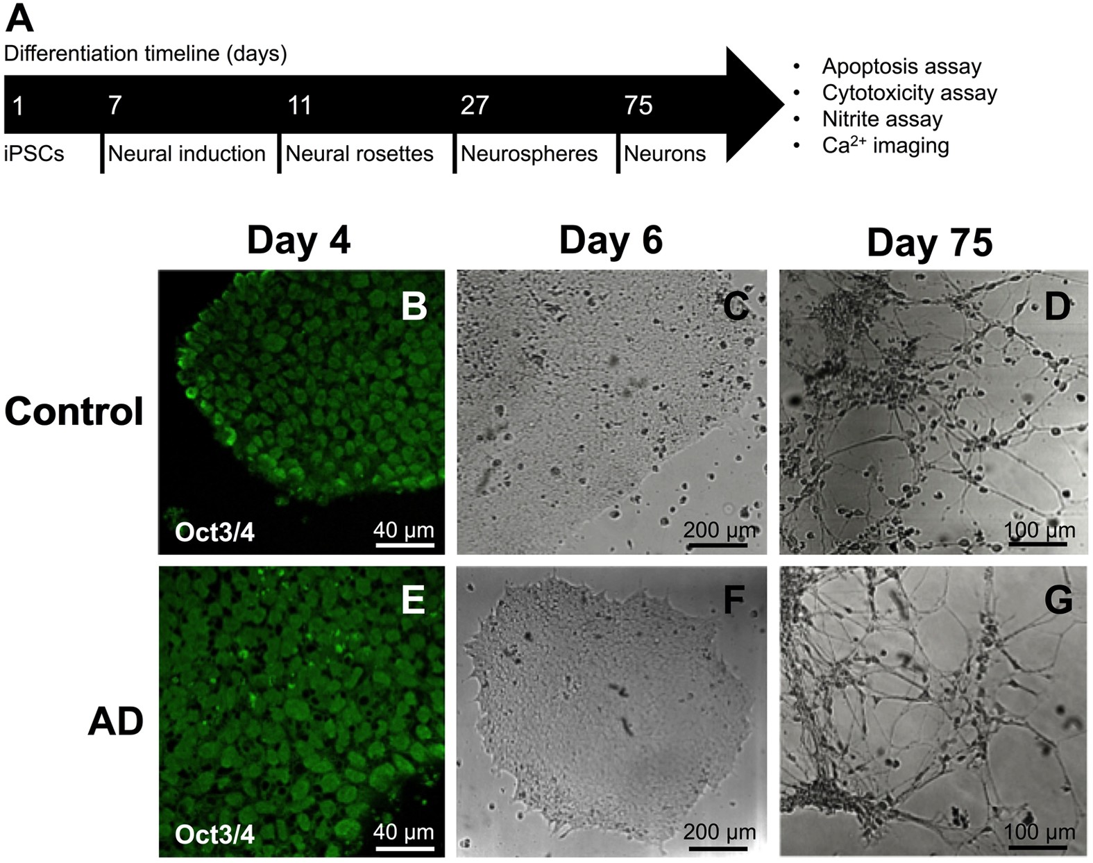 Neuroprotective Effects Of Apigenin Against Inflammation Neuronal Excitability And Apoptosis In An Induced Pluripotent Stem Cell Model Of Alzheimer S Disease Scientific Reports