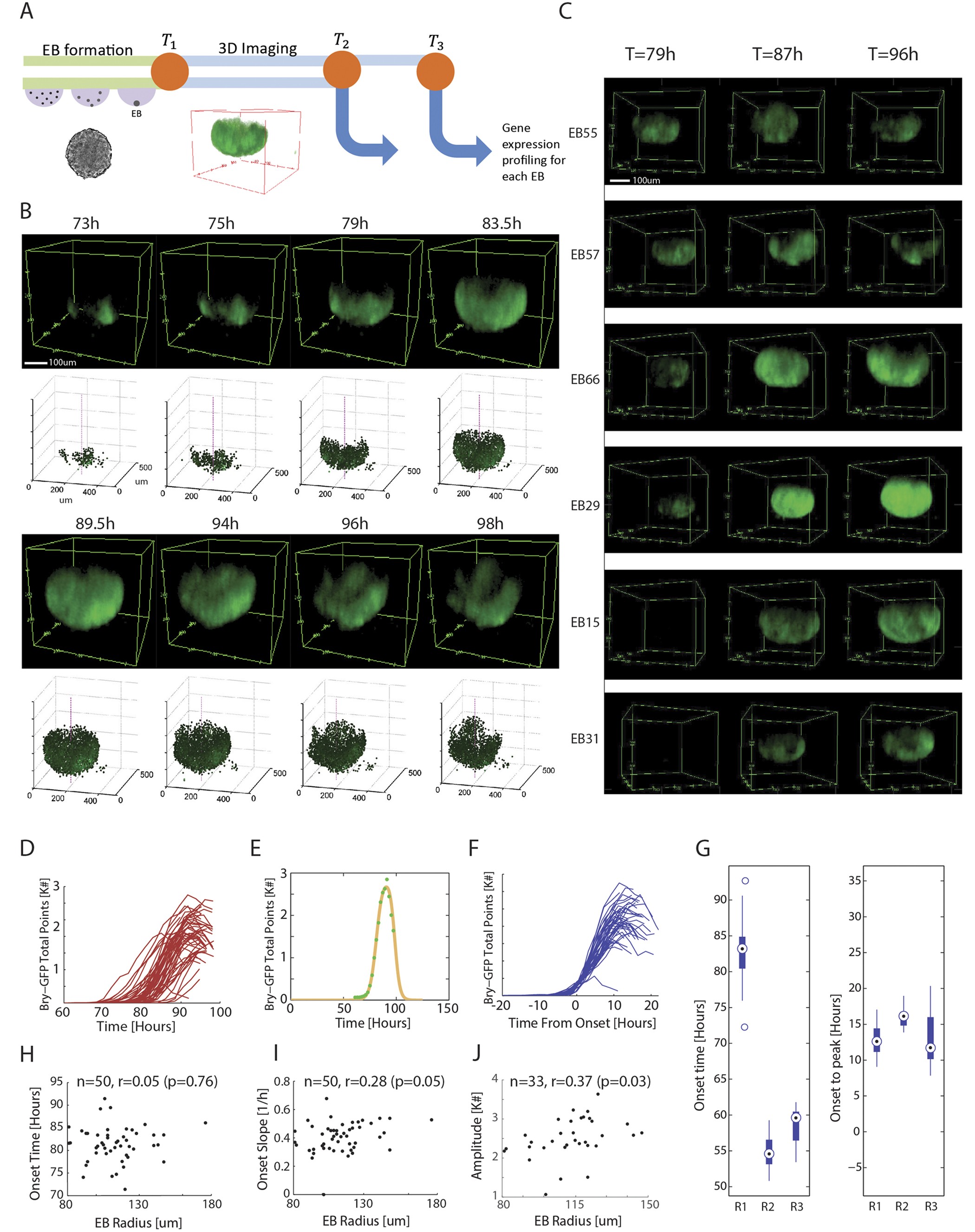 Integrated live imaging and molecular profiling of embryoid bodies reveals  a synchronized progression of early differentiation | Scientific Reports