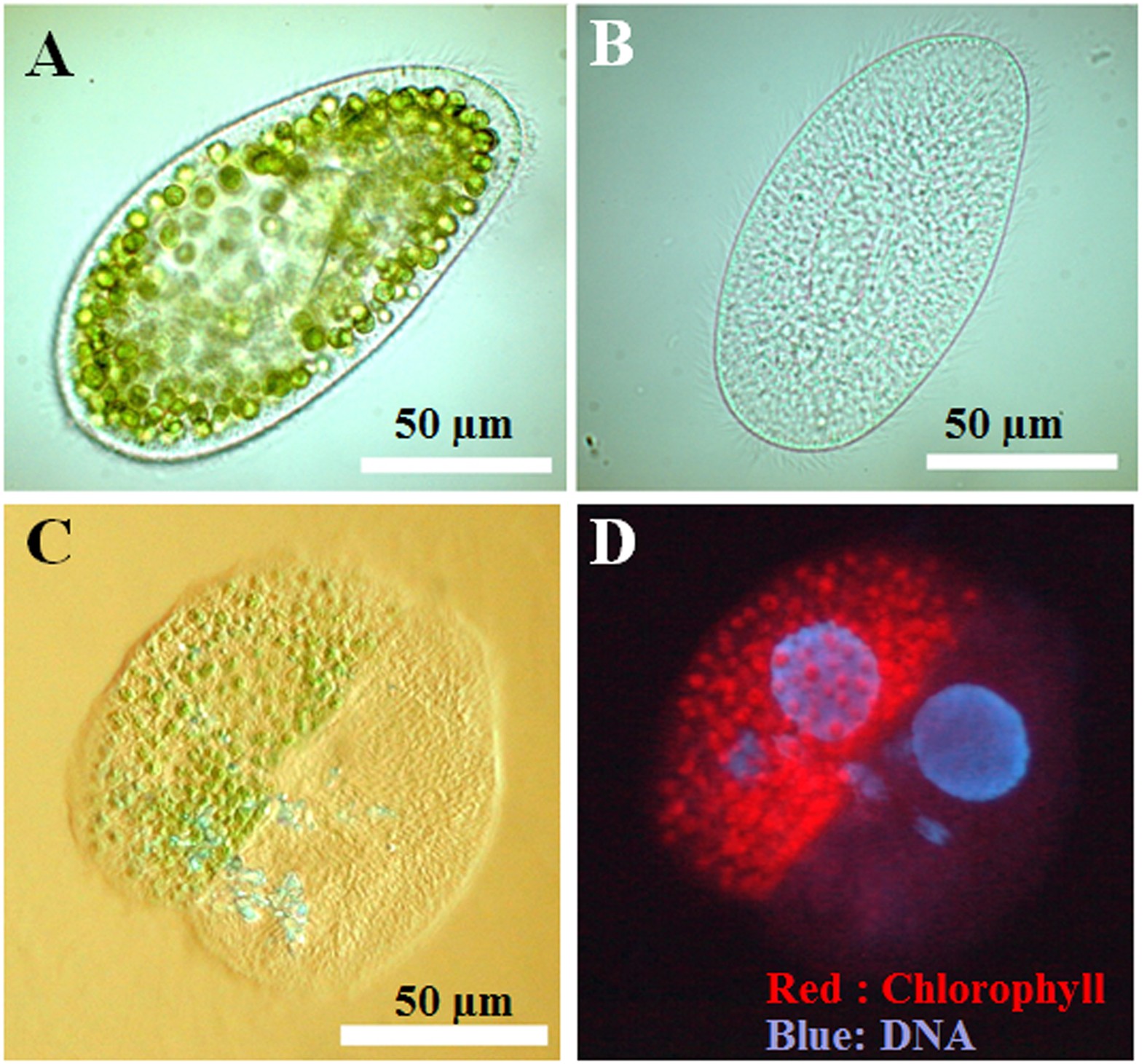 Simultaneous Evaluation Of Life Cycle Dynamics Between A Host Paramecium  And The Endosymbionts Of Paramecium Bursaria Using Capillary Flow Cytometry  | Scientific Reports