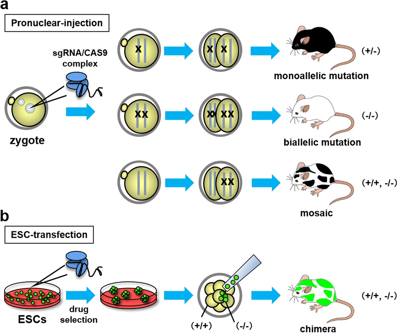 CRISPR/Cas9 mediated genome editing in ES cells and its application for chimeric analysis in mice | Scientific Reports