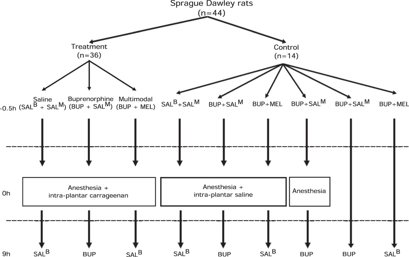 Vetergesic Dose Chart