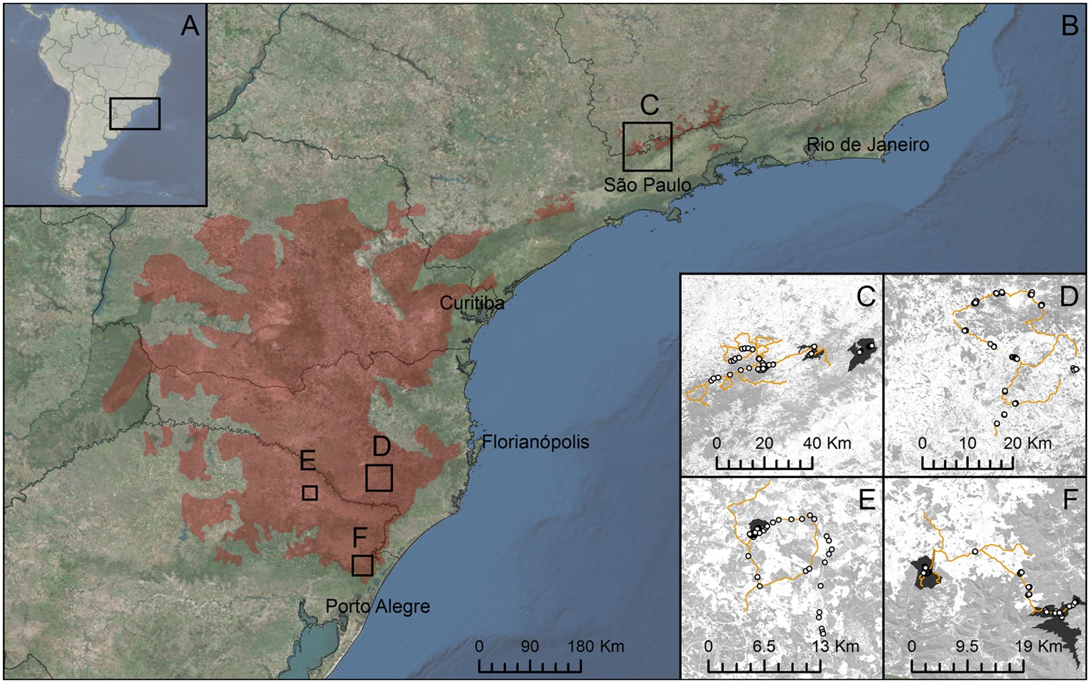 Endangered plant-parrot mutualisms: seed tolerance to predation makes  parrots pervasive dispersers of the Parana pine | Scientific Reports