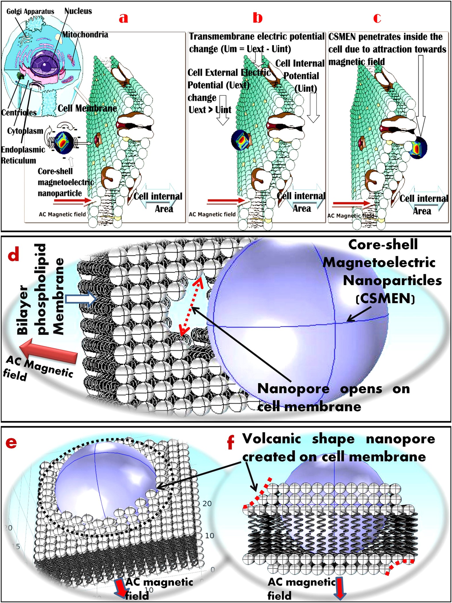 Magneto-elasto-electroporation (MEEP): In-vitro visualization and numerical  characteristics