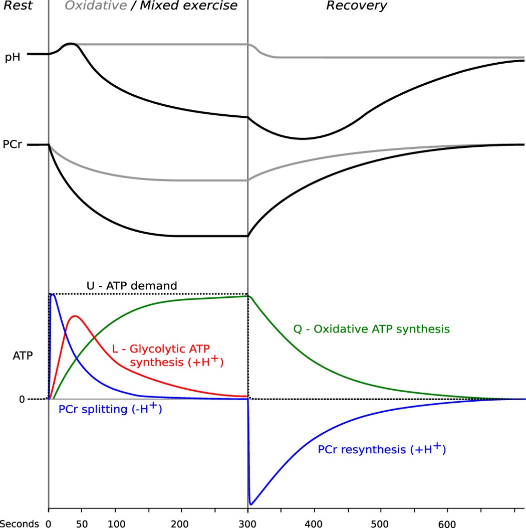 muscle torque ATP exercise set comparison graph