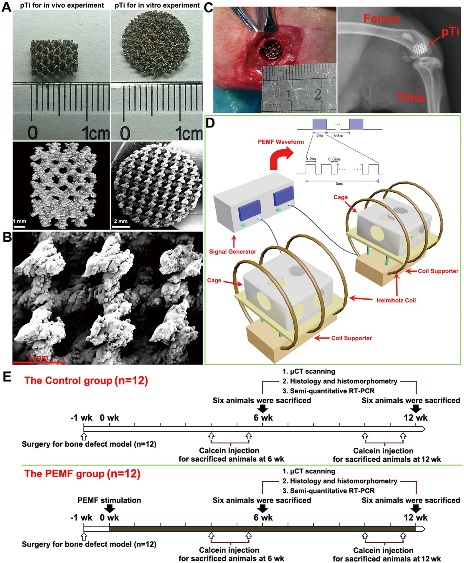 Pulsed electromagnetic fields promote osteogenesis and ...