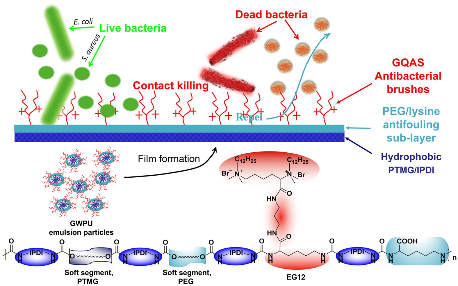 A Novel Surface Structure Consisting Of Contact Active Antibacterial Upper Layer And Antifouling Sub Layer Derived From Gemini Quaternary Ammonium Salt Polyurethanes Scientific Reports