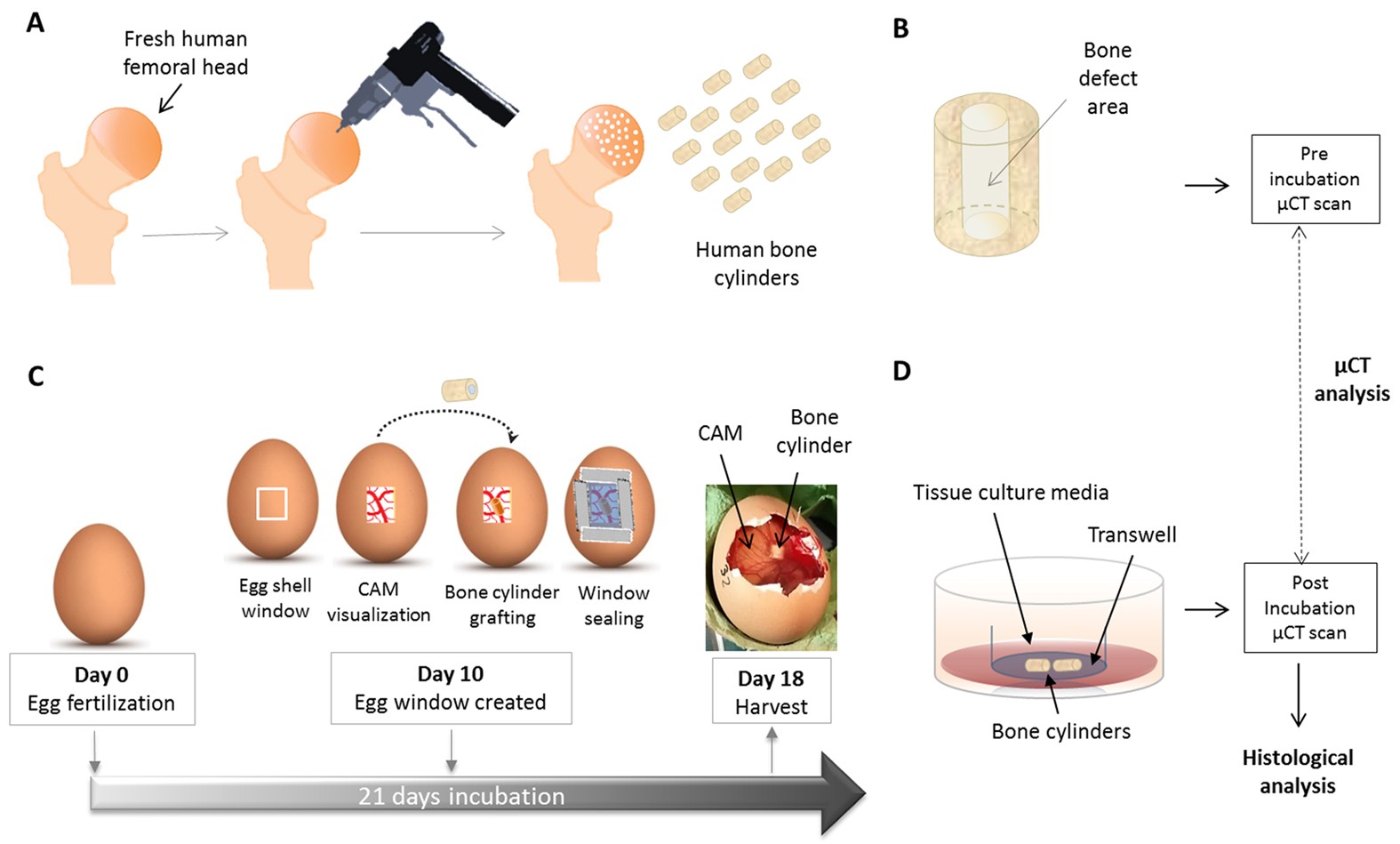 The chorioallantoic membrane (CAM) assay for the study of human bone  regeneration: a refinement animal model for tissue engineering | Scientific  Reports
