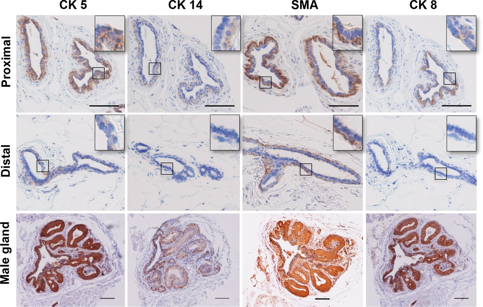Characterization of mammary epithelial stem/progenitor cells and their changes with aging in common marmosets | Scientific Reports Characterization of mammary epithelial stem/progenitor cells and their changes with aging in common marmosets | Scientific Reports