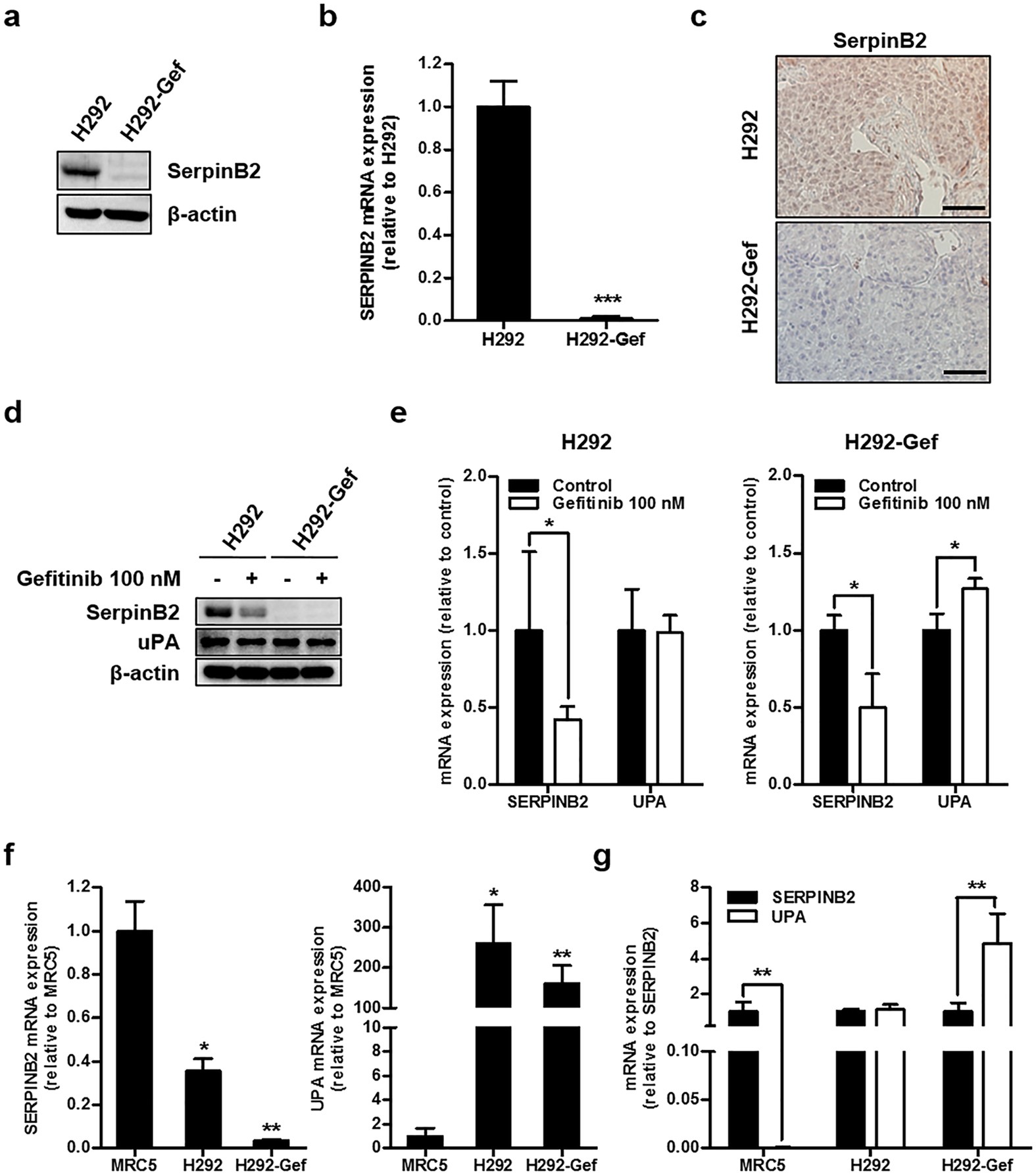 Down Regulation Of Serpinb2 Is Associated With Gefitinib