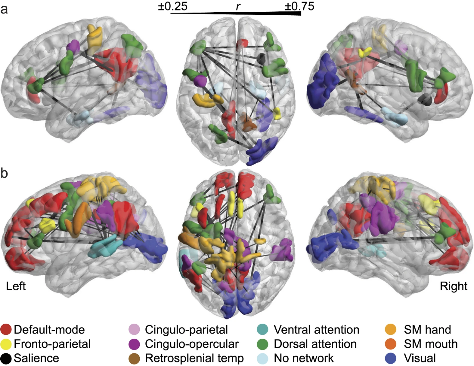 Red frontal parietal