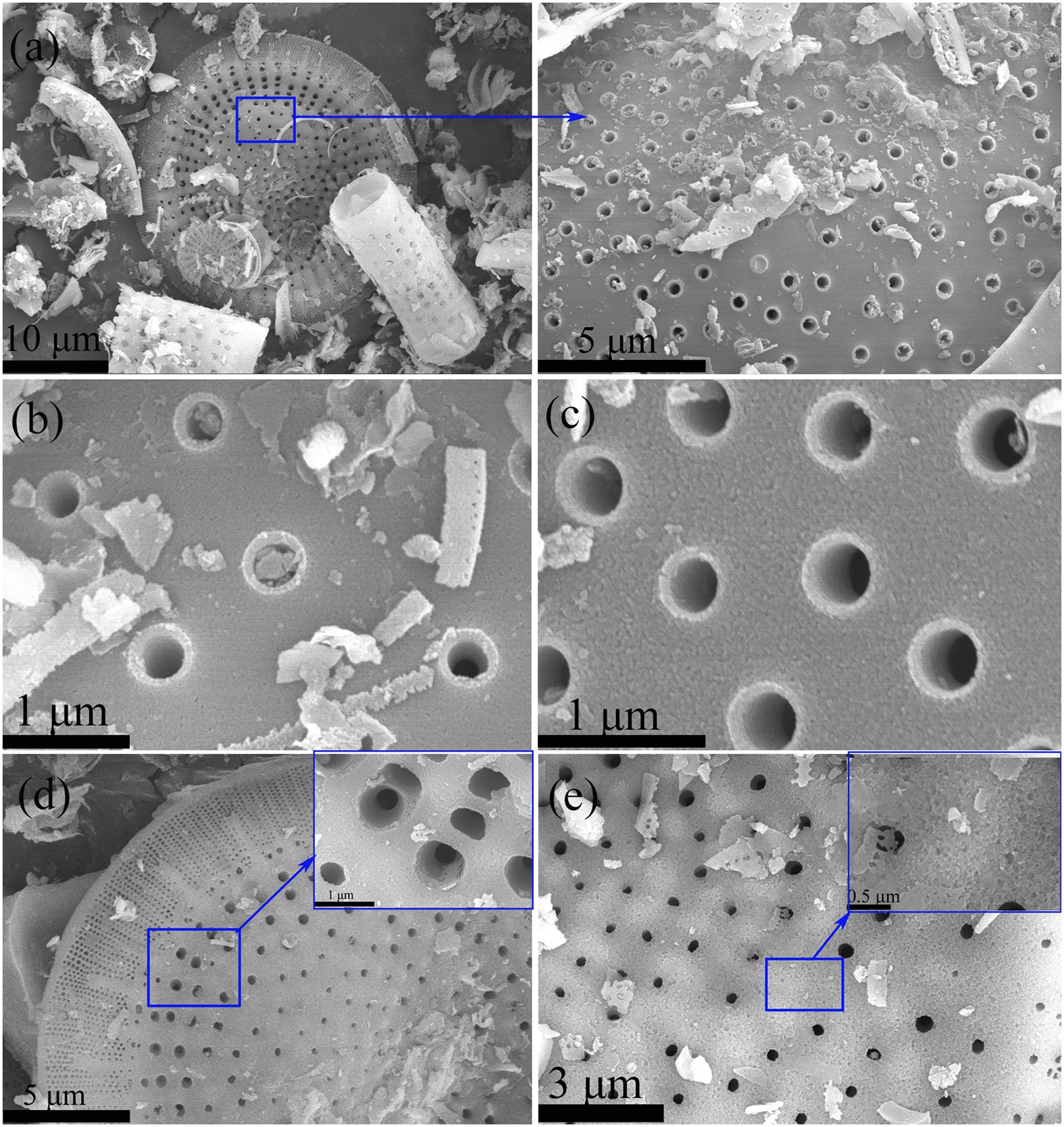 diatomaceous earth pore structure microscopic view