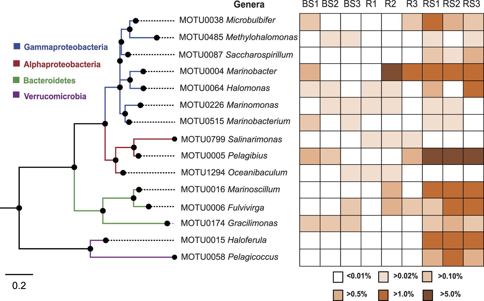 Great White Mycorrhizae Feeding Chart