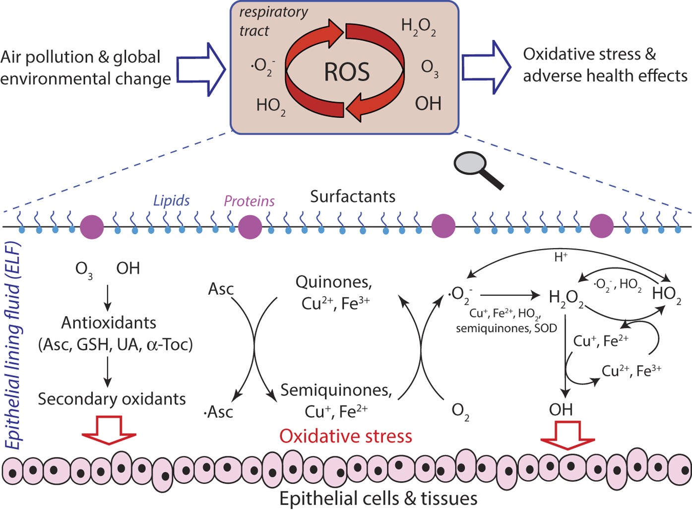 Reactivity of Dioxygen−Copper Systems