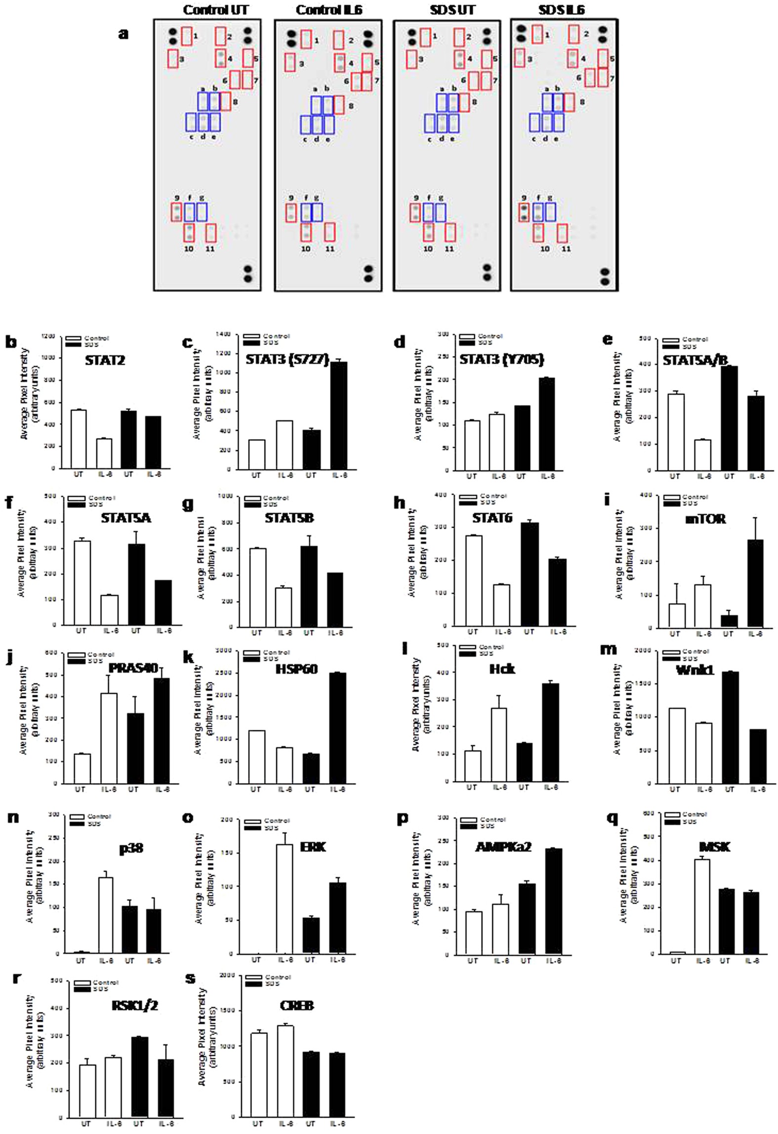 New Insights Into The Shwachman Diamond Syndrome Related Haematological Disorder Hyper Activation Of Mtor And Stat3 In Leukocytes Scientific Reports