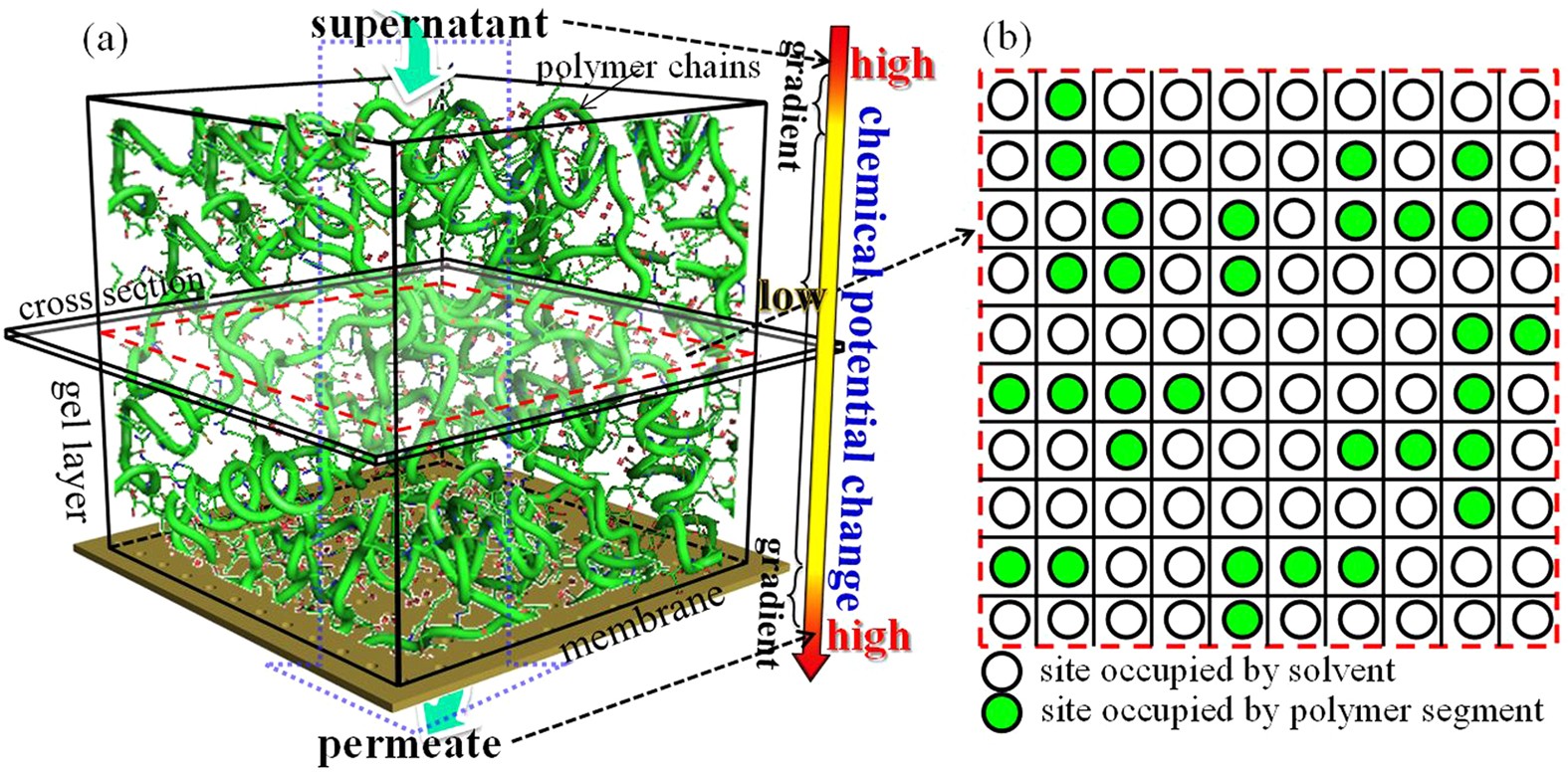 A novel insight into membrane fouling mechanism regarding gel layer  filtration: Flory-Huggins based filtration mechanism | Scientific Reports