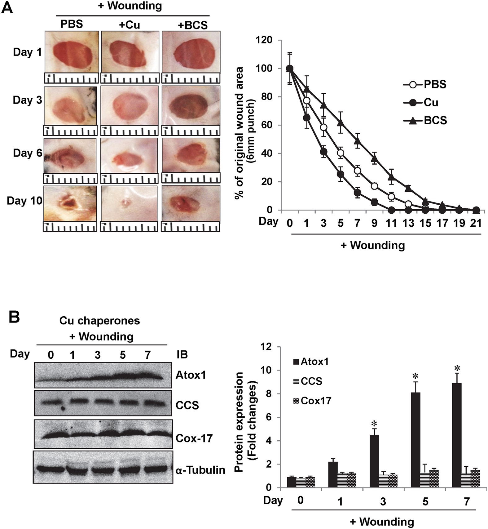Endothelial Antioxidant-1: a Key Mediator of Copper-dependent Wound Healing  in vivo