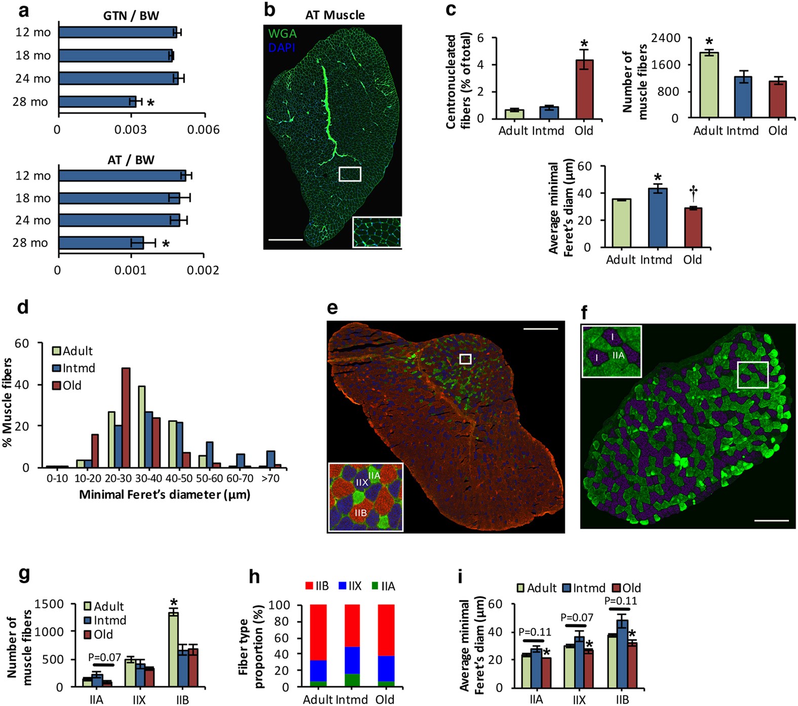 Mitochondrial ROS regulate oxidative damage and mitophagy but not 