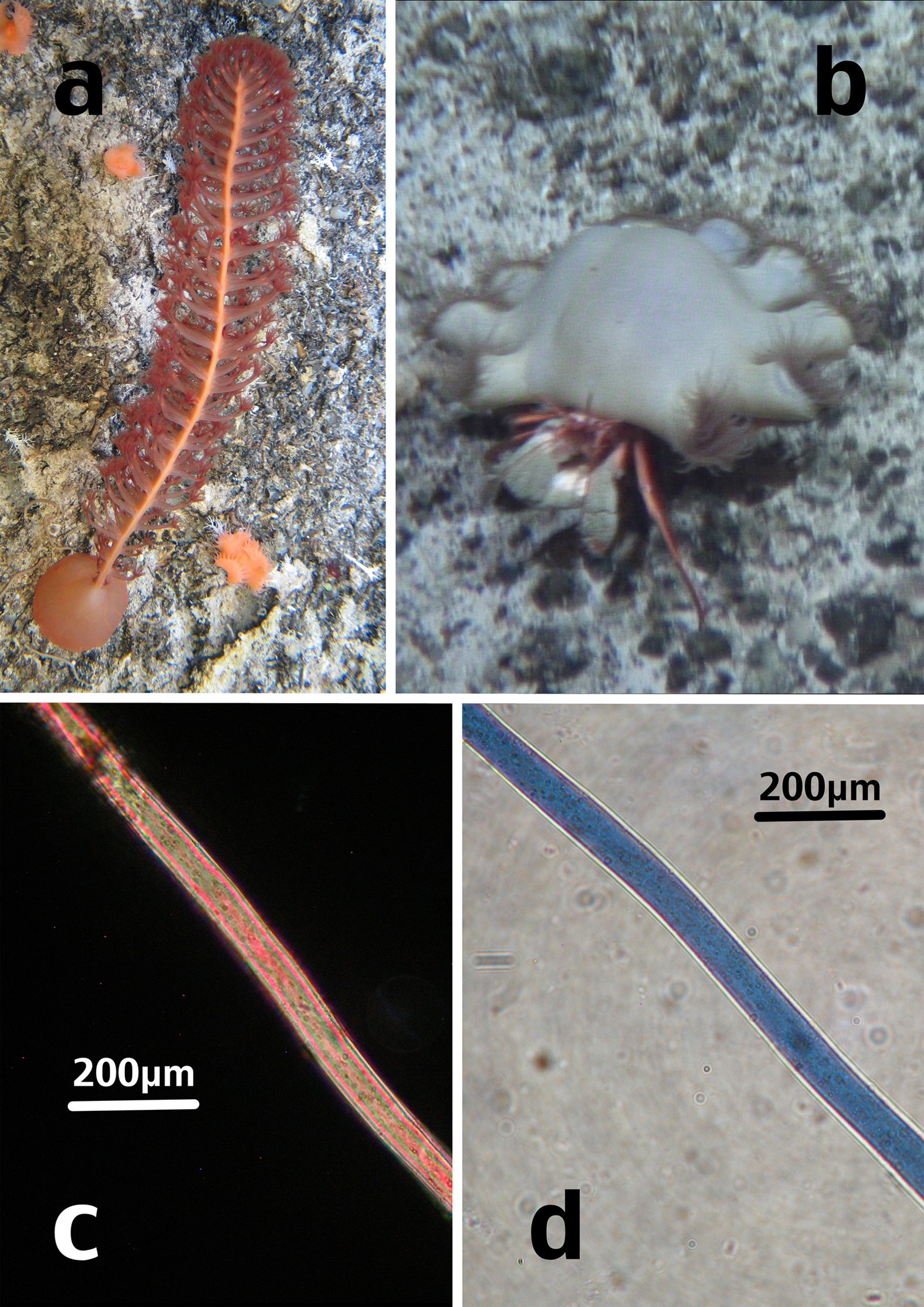 Plastic microfibre ingestion by deep-sea organisms