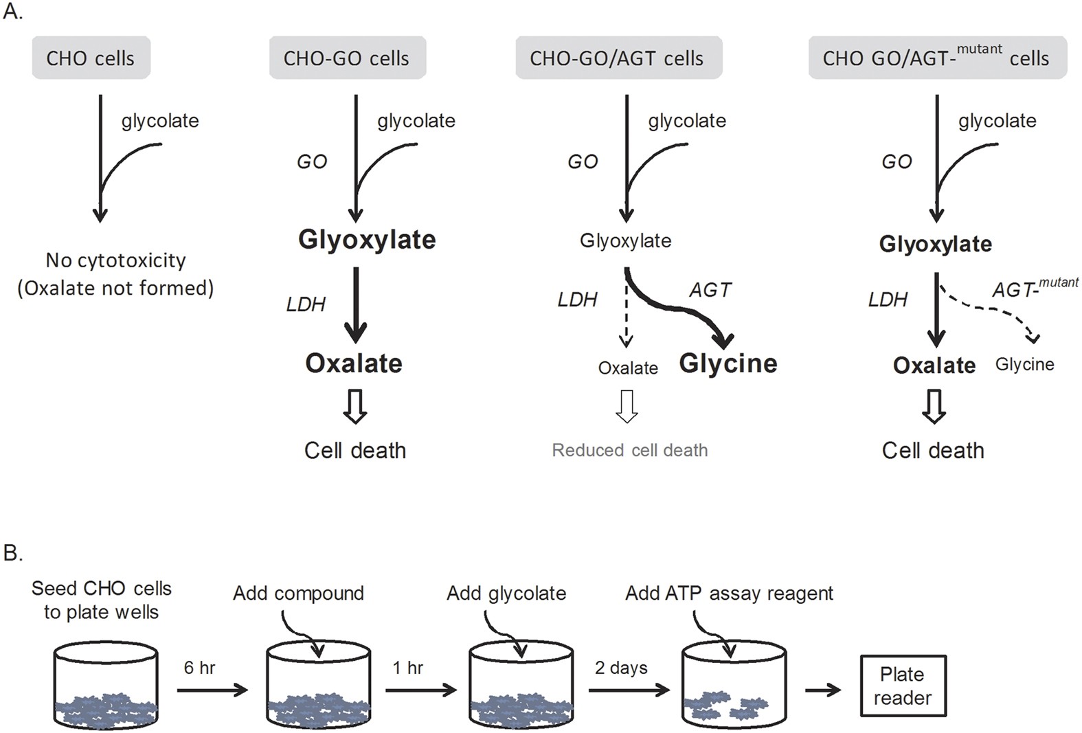 Catalase Assay Flow Chart