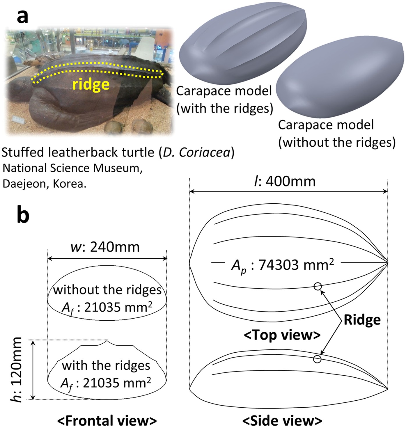 Hydrodynamic Role Of Longitudinal Dorsal Ridges In A Leatherback Turtle Swimming Scientific Reports
