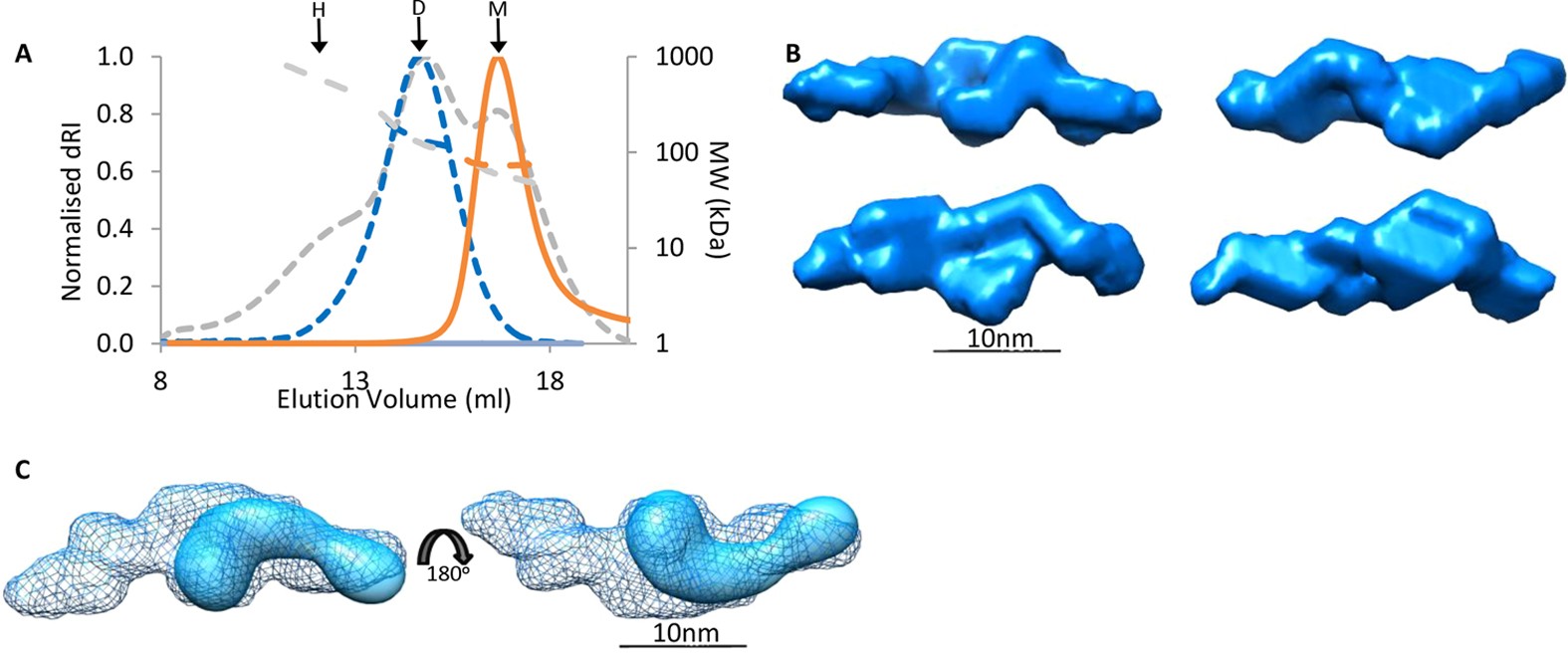 Figure 3: LTBP1 N-terminus multimerizes in a head-to-head manner.