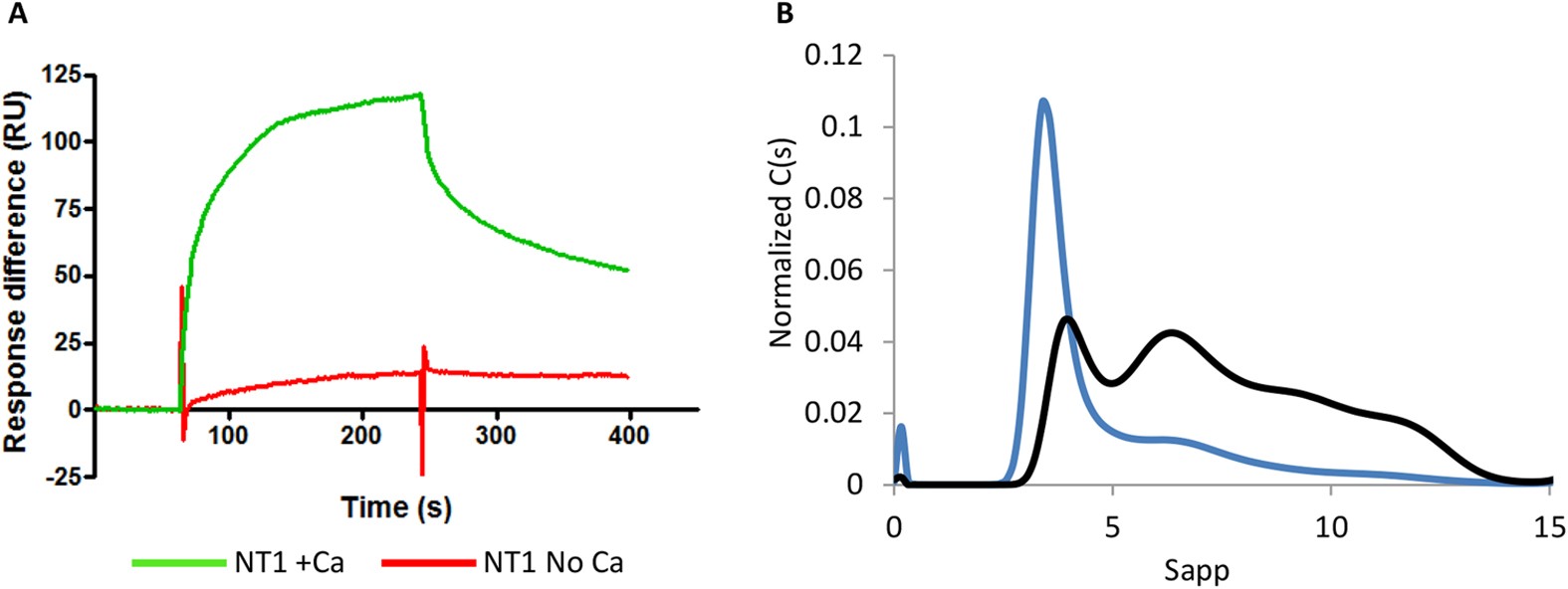 Figure 4: LTBP1 N-terminus displays calcium-dependent binding to heparin which promotes oligomerization.