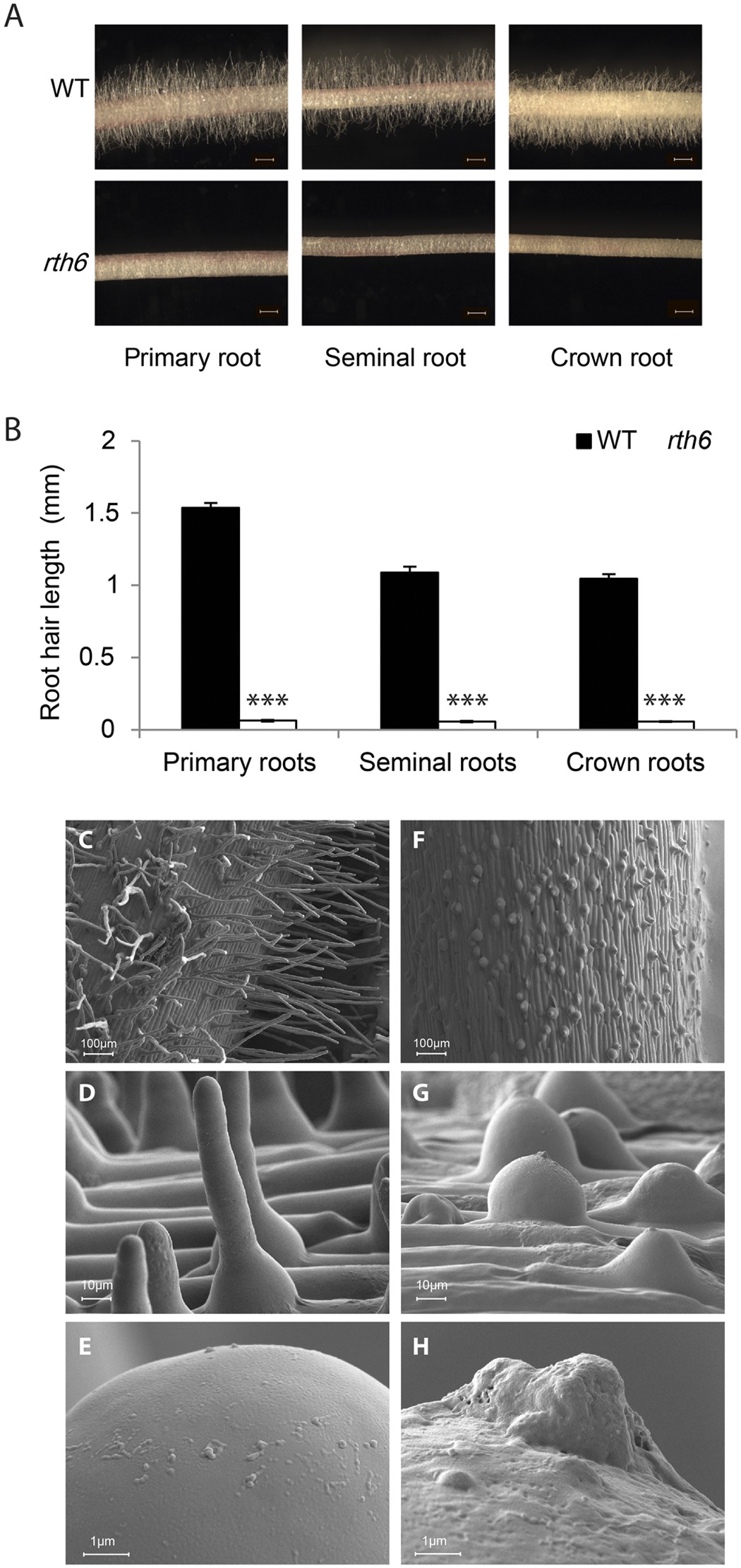 Characterization Of Maize Roothairless6 Which Encodes A D Type